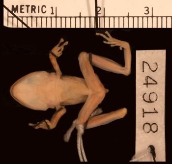 Media type: image;   Herpetology A-24918